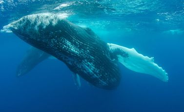 حوت العنبر - CCO