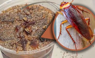 القهوة مع الصراصير والنمل - The Star