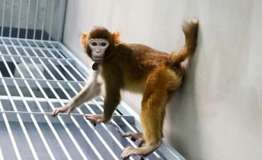 صورة ملتقطة في عام 2023 لقرد المكاك الريسوسي المستنسخ "ريترو" من معهد العلوم العصبية التابع للأكاديمية الصينية للعلوم في شنغهاي