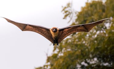 pexels-jit-roy-2028348030-30666507