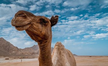 camel-g3c008751a_1280