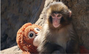 قرد بانش - جيتي