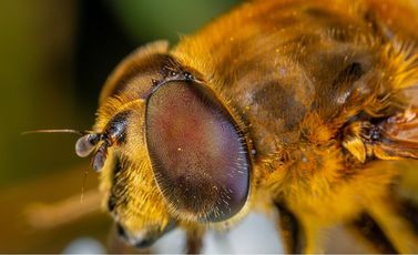نحلة  نحل- CC0