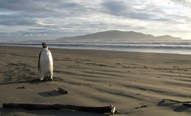 حيوان من نوع البطريق الامبراطور في نيوزيلندا في 20 حزيران/يونيو 2015