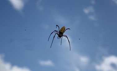 spider-g56b46b06c_1920