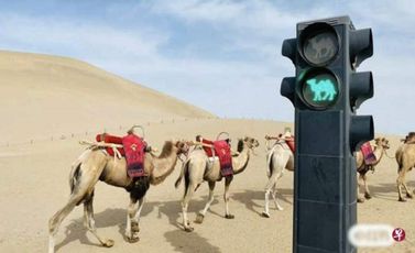 camel-traffic-lights