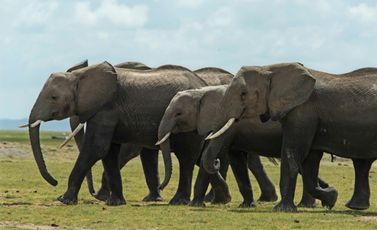أفيال في متنزه أمبوسيلي الوطني في كينيا بتاريخ 30 تشرين الثاني/نوفمبر 2022