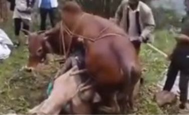 جمل يحمل ثورا   - متداول فيسبوك