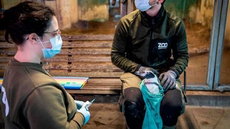 هل تهدد إنفلونزا الطيور H5N1 العالم بجائحة جديدة هل تهدد إنفلونزا الطيور H5N1 العالم بجائحة جديدة