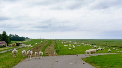 الجفاف يدفع المغرب لاستيراد الماشية من أستراليا ...