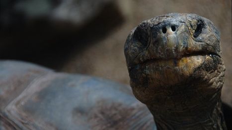 خبر كاذب يهز العالم.. حقيقة وفاة السلحفاة الأقدم 