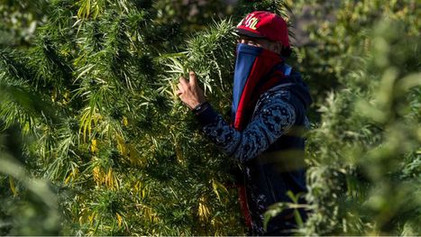 المغرب يكشف حجم أول محصول من "الحشيشة" بعد تقنين زراعتها