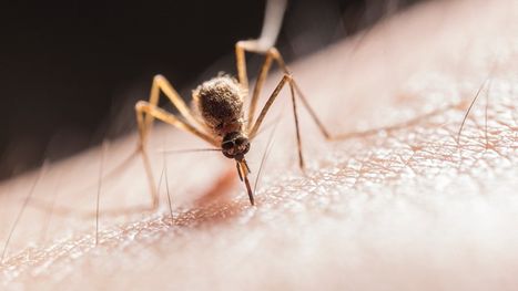 مشروع مثير في أمريكا.. بعوض معدل بيولوجياً لمكافحة أخطر الأمراض
