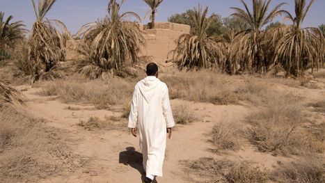 الجفاف يحرم المغرب من 20% من المحاصيل في 2024