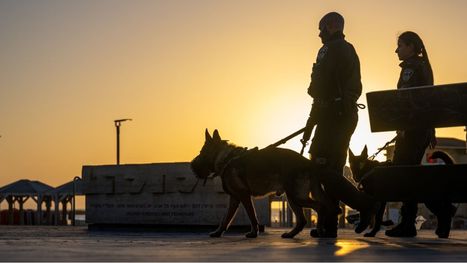 "كلب" لجيش الاحتلال يهاجم فلسطينيا خلال اعتقاله (شاهد)