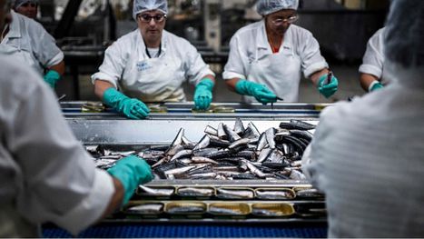 السردين ضحية جديدة للاحتباس الحراري.. ومصانع تعليبه مهددة ... 1 السردين ضحية جديدة للاحتباس الحراري.. ومصانع تعليبه مهددة ...