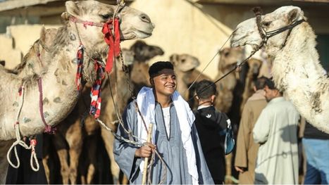 برقاش بمحافظة الجيزة.. أكبر سوق للإبل في مصر خلال موسم الأضاحي