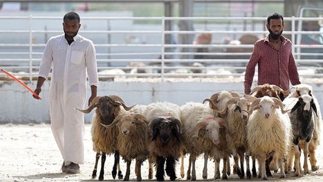 تصنيف الدول العربية حسب الأكثر امتلاكا لرؤوس الأغنام (إنفوغراف)