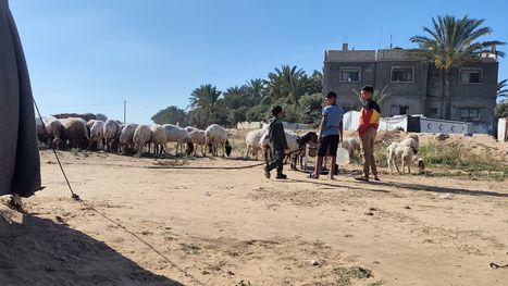 عيد بلا أضاحٍ.. كيف يستقبل الغزيون عيد الأضحى تحت وطأة الجوع والحصار؟