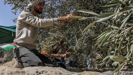 موسم بلا زيتون في غزة.. كيف تحولت الحقول من مصدر فرح إلى ذكريات مؤلمة؟