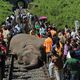 قطار سريع يقتل 7 فيلة في الهند - ا ف ب