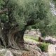 شجرة فلسطين