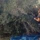 فلسطيني يقطف ما تبقى من زيتون على أشجاره بعد قصف مزرعته- موقع سند الفلسطيني