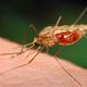 البعوضة المسببة لمرض الملاريا