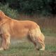 كلب من فصيلة لابرادور - أرشيفية