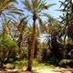 اشجار نخيل في توزر جنوب غرب تونس