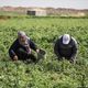 غزة زراعة الاناضول