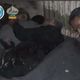 مجزرة - إعدام المعتقلين في فرع المخابرات العسكرية - إدلب - سوريا 28-3-2015