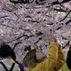 مشاة يعاينون أزهار الكرز المتفتحة في شوارع العاصمة اليابانية طوكيو في 27 آذار/مارس 2019