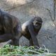 Les gorilles Leslie (G) et Imani, hébergés au zoo de San Diego (Californie), se sont rétablis après 