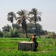 الزراعة في مصر- جيتي