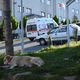 كلب تركيا مشفى تركي وفاء كلب - الأناضول