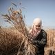 مزارعو حدود غزة يحصدون القمح