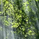 غابة - CC0