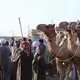 سوق برقاش اكبر سوق ل الابل في مصر والشرق الاوسط- الاناضول