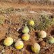 مزرعة بطيخ فلسطيني تالف لان البطيخ الاسرائيلي غزا الاسواق فكسد عربي21