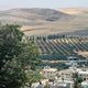فلسطين زراعة قمح الضفة الغربية قرية المغير شرق مدينة رام الله،