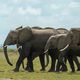 أفيال في متنزه أمبوسيلي الوطني في كينيا بتاريخ 30 تشرين الثاني/نوفمبر 2022