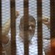 تواصل جلسات محاكمة مرسي بقضية اقتحام السجون - استمرار محاكمة مرسي بقضية اقتحام السجون (7) - الأناضول