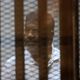 تواصل جلسات محاكمة مرسي بقضية اقتحام السجون - استمرار محاكمة مرسي بقضية اقتحام السجون (10) - الأناضو