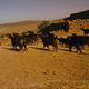 المغرب ماشية  رعي أغنام غنم أرشيفية من النت