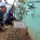 مؤسسة صحفية تزرع بفناء مقرها بغزة 17 شجرة زيتون تكريما للصحفيين - aa_picture_20140908_3232145_web