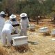 نساء ينتجن العسل - فلسطين - عربي21 (1)