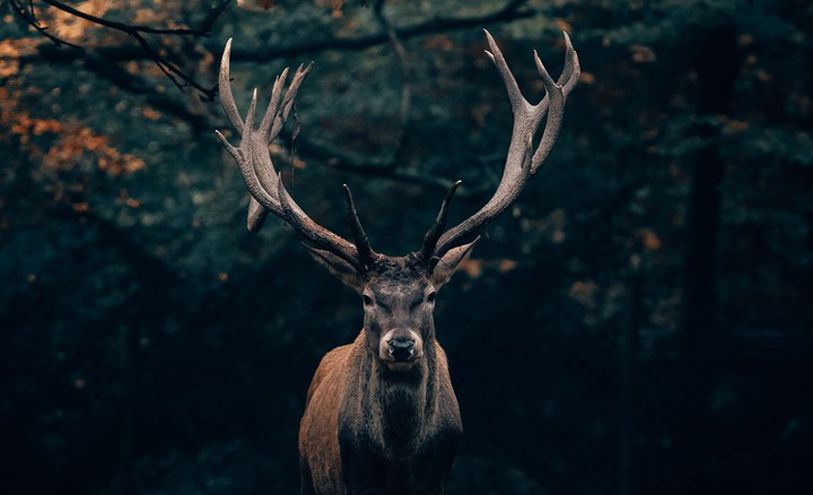 philipp-pilz-iQRKBNKyRpo-unsplash