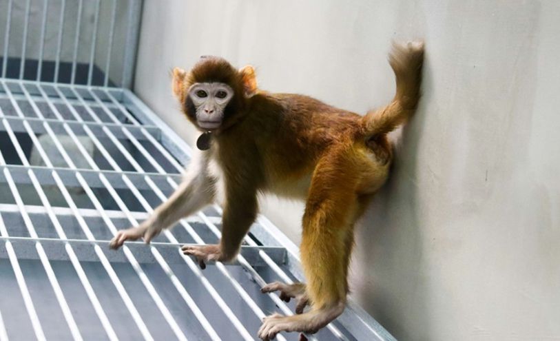 صورة ملتقطة في عام 2023 لقرد المكاك الريسوسي المستنسخ "ريترو" من معهد العلوم العصبية التابع للأكاديمية الصينية للعلوم في شنغهاي