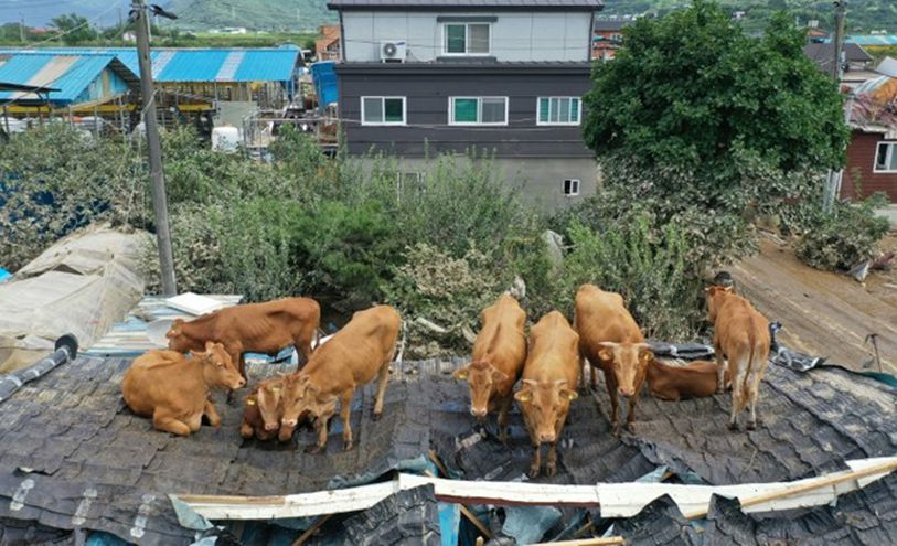 أبقار عالقة على سطح منزل في منطقة غوريي الكورية الجنوبية في التاسع من آب/أغسطس 2020